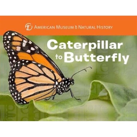 Caterpillar to Butterfly