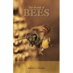 The World of Bees