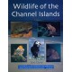 Wildlife of the Channel Islands