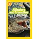 Alligators and Crocodiles: Level 3