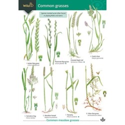 Guide to Common Grasses