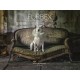 Furbex: A Dog’s Life of Urban Exploration