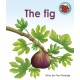 The Fig