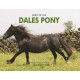 Spirit of the Dales Pony