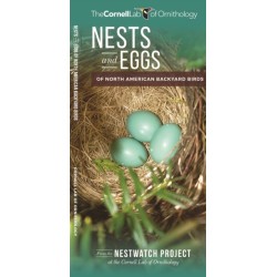 Nests and Eggs of North American Backyard Birds