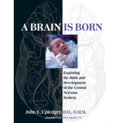 A Brain Is Born: Exploring the Birth and Development of the Central Nervous System