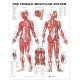 The Female Muscular System Anatomical Chart