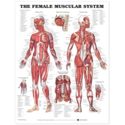 The Female Muscular System Anatomical Chart