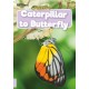 Caterpillar to Butterfly