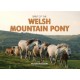 Spirit of the Welsh Mountain Pony