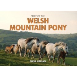 Spirit of the Welsh Mountain Pony