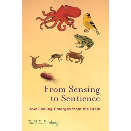From Sensing to Sentience: How Feeling Emerges from the Brain