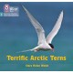 Terrific Arctic Terns: Phase 3 Set 2