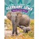 Elephant Cows: Heads of the Herd