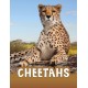Cheetahs