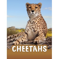 Cheetahs