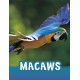 Macaws