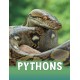 Pythons