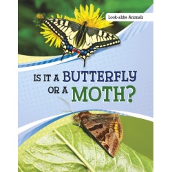 Is It a Butterfly or a Moth?