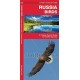 Russia Birds: A Folding Pocket Guide to Familiar Species