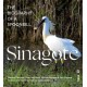 Sinagote, the biography of a spoonbill