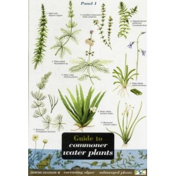 Guide to Commoner Water Plants