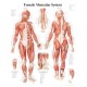 Muscular System with Female Figure Paper Poster
