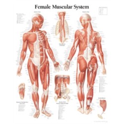 Muscular System with Female Figure Paper Poster