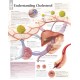Understanding Cholesterol Laminated Poster