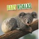 Baby Koalas