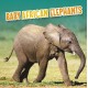 Baby African Elephants