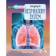 Investigating the Respiratory System