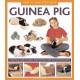 How to Look After Your Guinea Pig