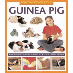 How to Look After Your Guinea Pig