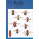 Blowflies