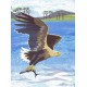 Nature Notebook: Sea Eagle