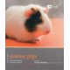 Guinea Pig - Pet Friendly