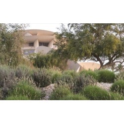 National Museum of Qatar: Museum Guide