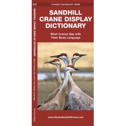 Sandhill Crane Display Dictionary: What Cranes Say With Their Body Language