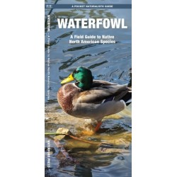 Waterfowl: A Field Guide to Native North American Species