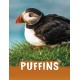 Puffins