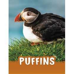 Puffins