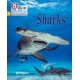 Sharks: Phase 5 Set 1
