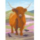 Nature Notebook: Highland Cow
