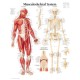Musculoskeletal System Paper Poster
