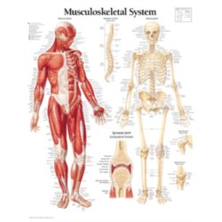 Musculoskeletal System Paper Poster