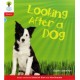 Oxford Reading Tree: Level 4: Floppy's Phonics Non-Fiction: Looking After a Dog