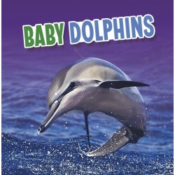Baby Dolphins