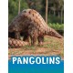 Pangolins