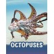 Octopuses
